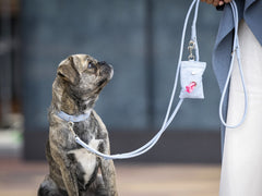 Kleiner gestromter Hund sitzt aufrecht mit hellblauem Halsband und einer Lederleine in der Hand, schaut nach oben.