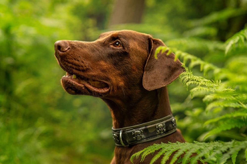 Brauner Labrador mit schwarzem Halsband in grüner Umgebung, neugierig nach oben schauend, umgeben von Farne.