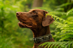 Brauner Labrador mit schwarzem Halsband in grüner Umgebung, neugierig nach oben schauend, umgeben von Farne.