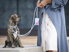 Eine Person im blauen Mantel führt einen kleinen braunen Hund mit einem Halsband auf einer Betonfläche.