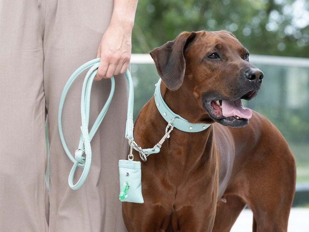 Mensch führt braunen Hund mit mintfarbenem Nieten-Halsband und passender Leine spazieren.
