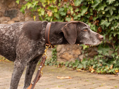 Gestromter Hund mit brauner Leine auf gepflastertem Weg vor begrüntem Mauerhintergrund.