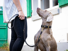 Eine Person mit einem Hund an der Leine trägt ein helles Oberteil und schwarze Hosen, umgeben von grünen Fenstern.