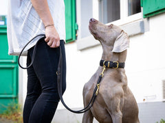 Eine Person mit einem Hund an der Leine trägt ein helles Oberteil und schwarze Hosen, umgeben von grünen Fenstern.