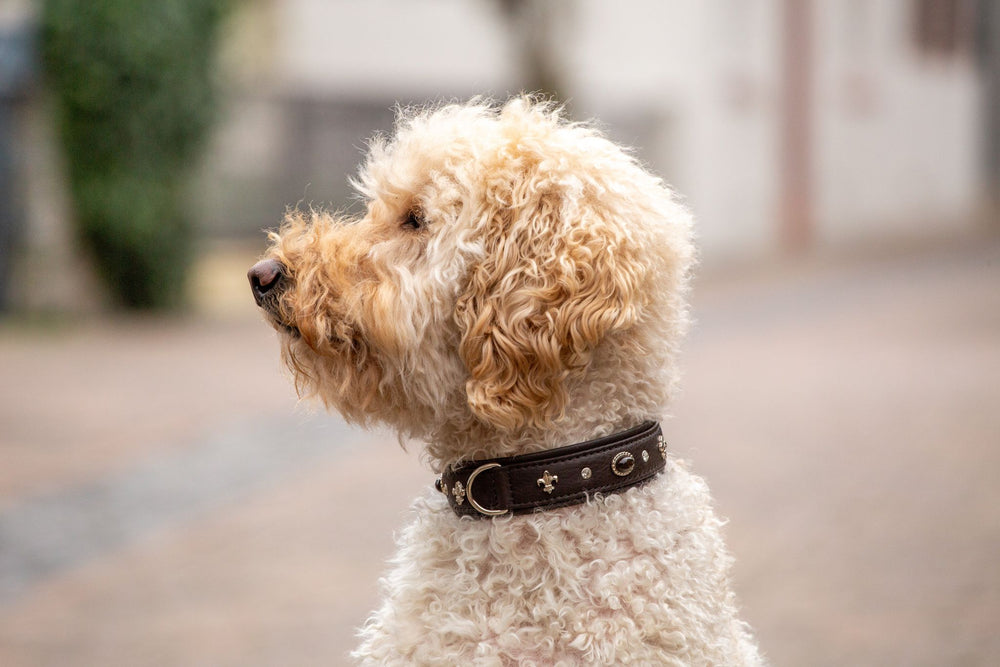 Hund mit lockigem, hellbraunem Fell trägt ein dunkelgraues Halsband in einem verschwommenen Straßenhintergrund.
