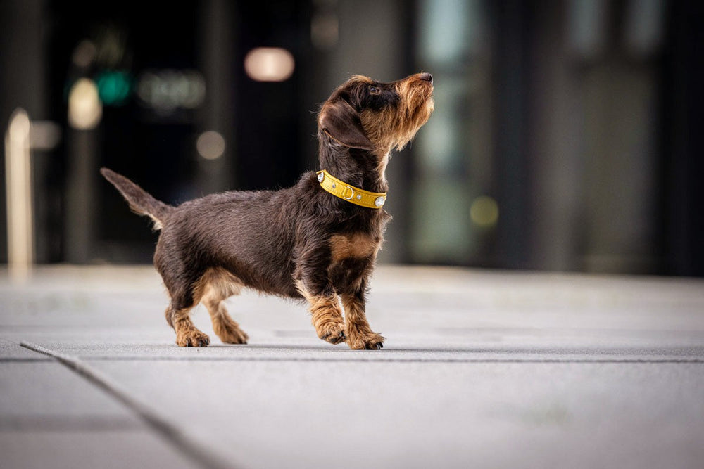 Kleiner Dackel mit braunem Fell trägt ein gelbes Halsband Mini Diamond in unscharfem urbanem Hintergrund.