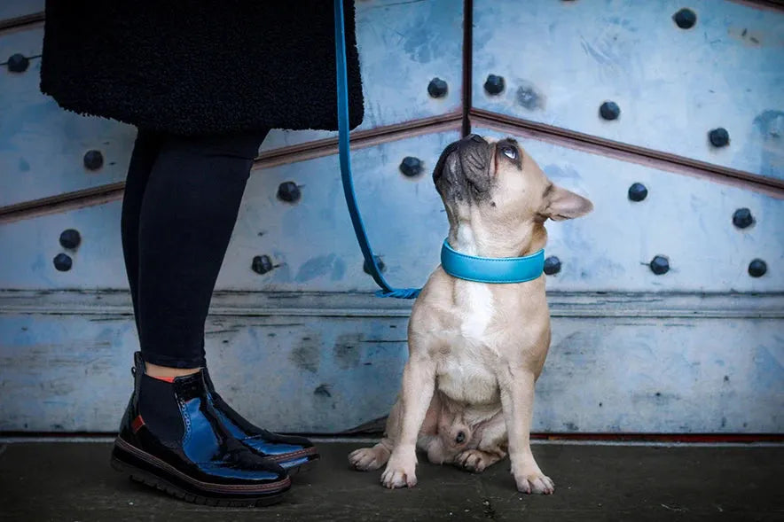 Kleine Französische Bulldogge mit gepolstertem Halsband sitzt an Leine und schaut zu einer Person mit schwarzen Schuhen auf.