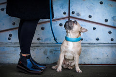 Kleine Französische Bulldogge mit gepolstertem Halsband sitzt an Leine und schaut zu einer Person mit schwarzen Schuhen auf.