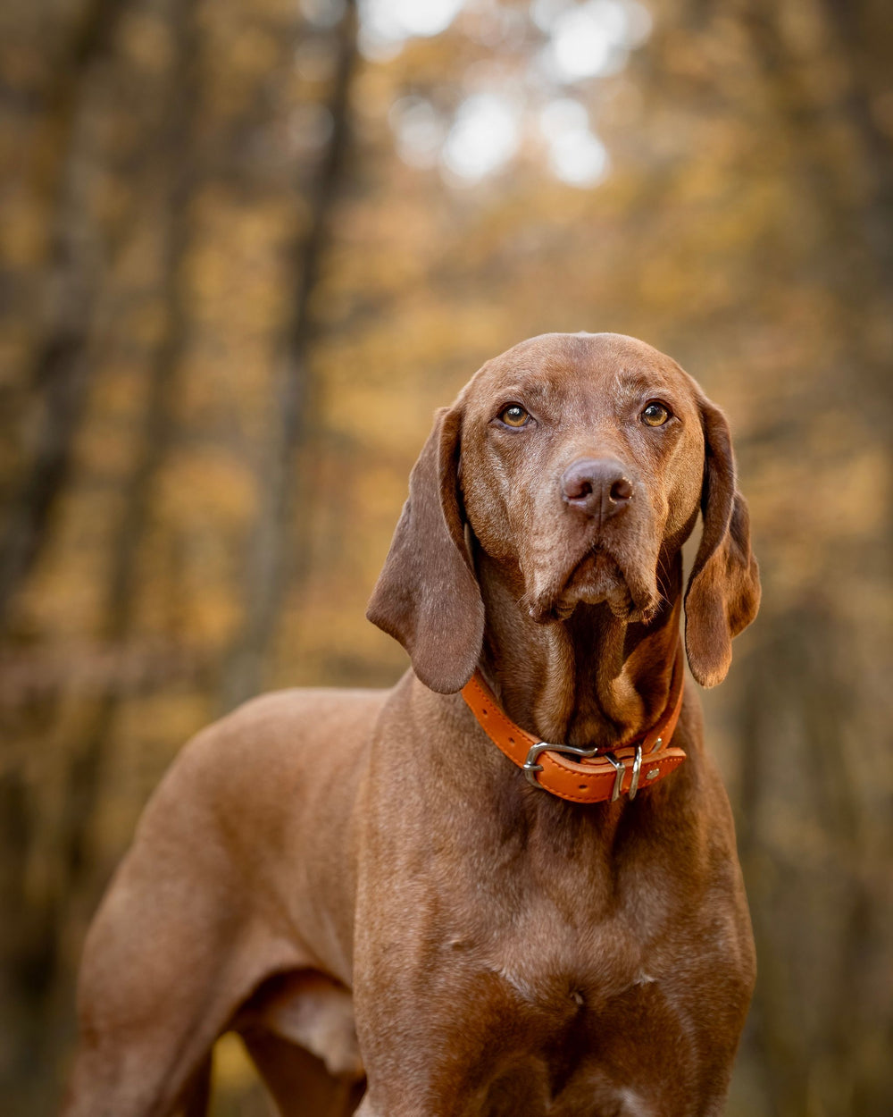 Mittelgroßer Hund mit braunem Fell trägt orangenes Halsband in herbstlicher Waldlandschaft.