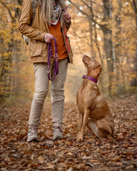 Person mit Labrador-Hund im herbstlichen Wald, trägt bequeme Jacke und hält eine Hundeleine. Halsband Mono Pop Herbst Edition sichtbar.