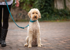 Hellbeiger, lockiger Hund sitzt an blauer Lederleine in einer grünen Landschaft und schaut aufmerksam.