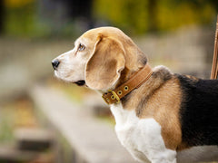 Beagle mit braunem Halsband in Profilansicht, umgeben von verschwommenen, natürlichen Elemente.