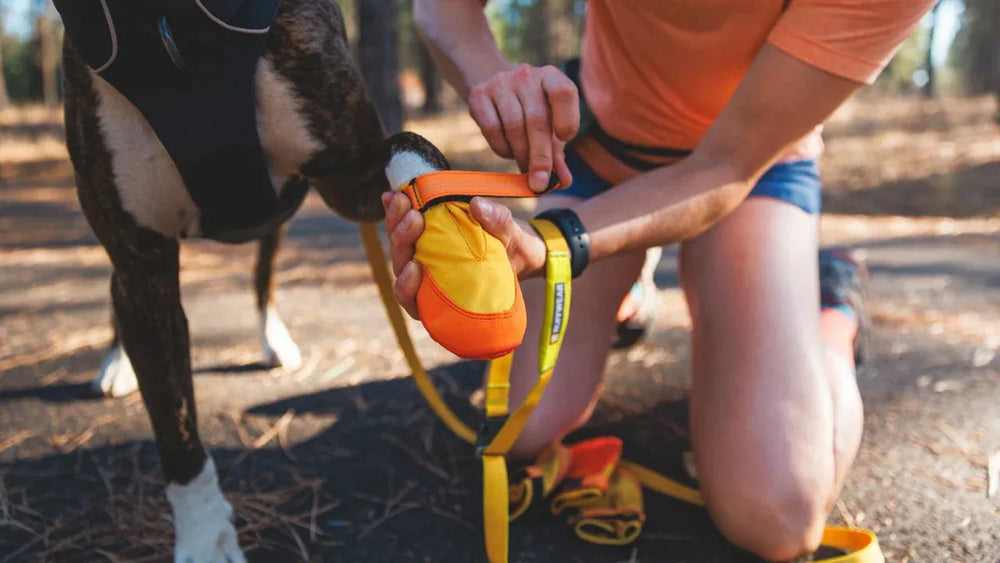 Person kniet neben Hund im Geschirr, während sie den bunten Summit Trex™ Hundeschuh anlegt.