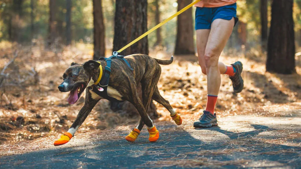Jogger im Wald mit Hund, der Summit Trex™ Hundeschuhe trägt, um pfotenfreundliches Laufen im Herbst zu genießen.
