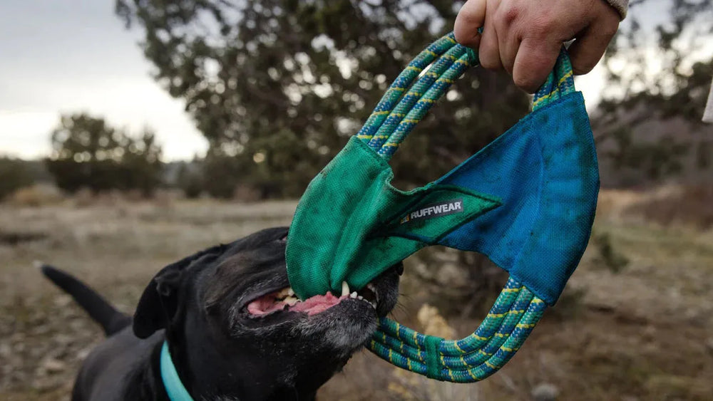 Schwarzer Hund zieht an buntem Pacific Ring™ Hundespielzeug im Freien, umgeben von Natur. Ideal für gemeinsame Spiele.