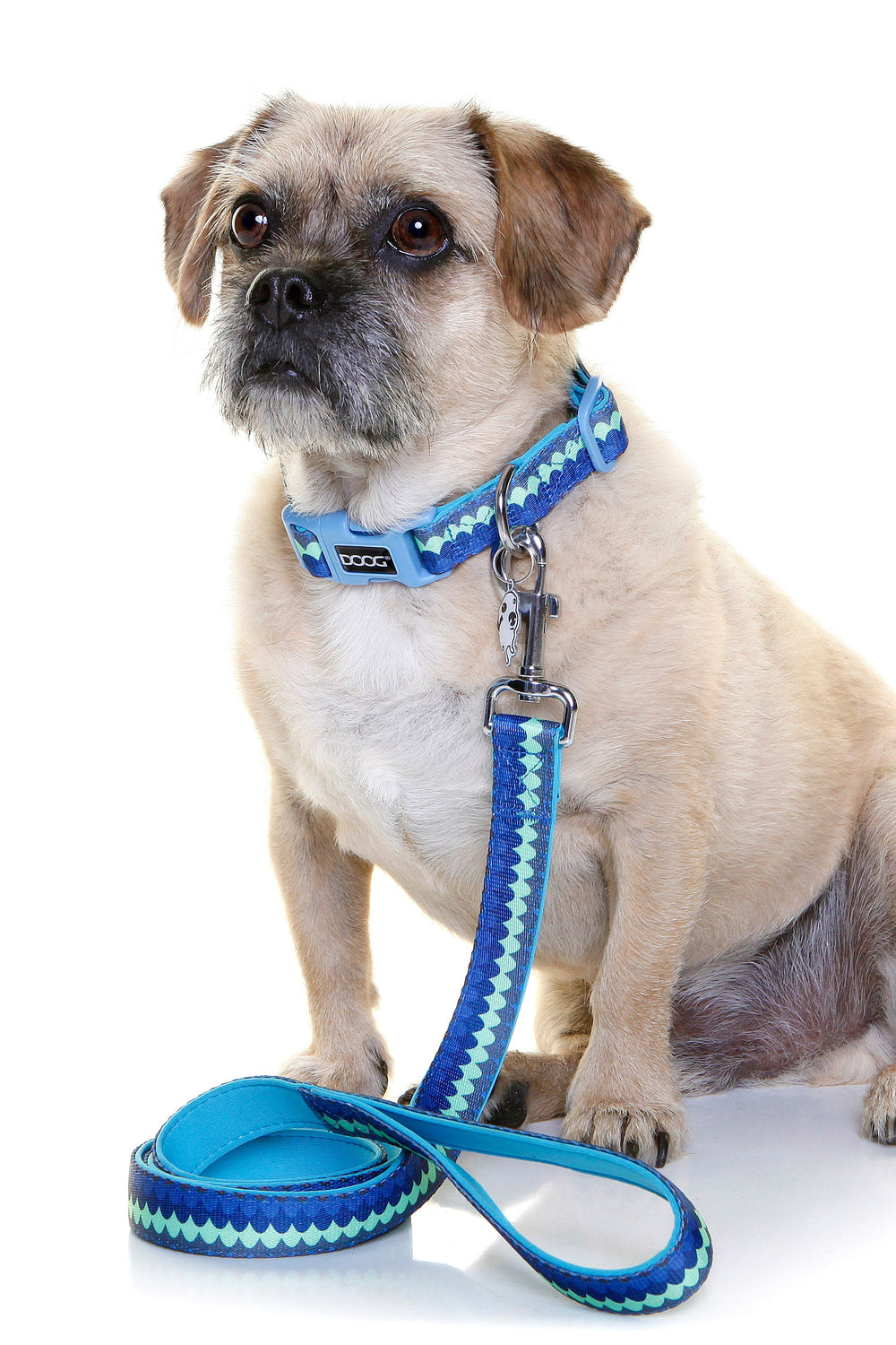 Kleiner Hund mit hellem Fell trägt ein blaues Neoprene Halsband und eine passende Leine auf weißem Hintergrund.