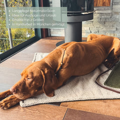 Entspannter Hund auf beiger Reisedecke mit Blick auf grüne Umgebung durch große Fenster.