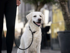 Person in schwarzen Leggings hält lächelnden weißen Retriever an dunkelbrauner Leine, verschwommener Hintergrund.