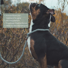 Retrieverleine 'Ahoi' in Senfgelb, Hund mit Halsband in natürlichem Umfeld, Pflanzen im Hintergrund.