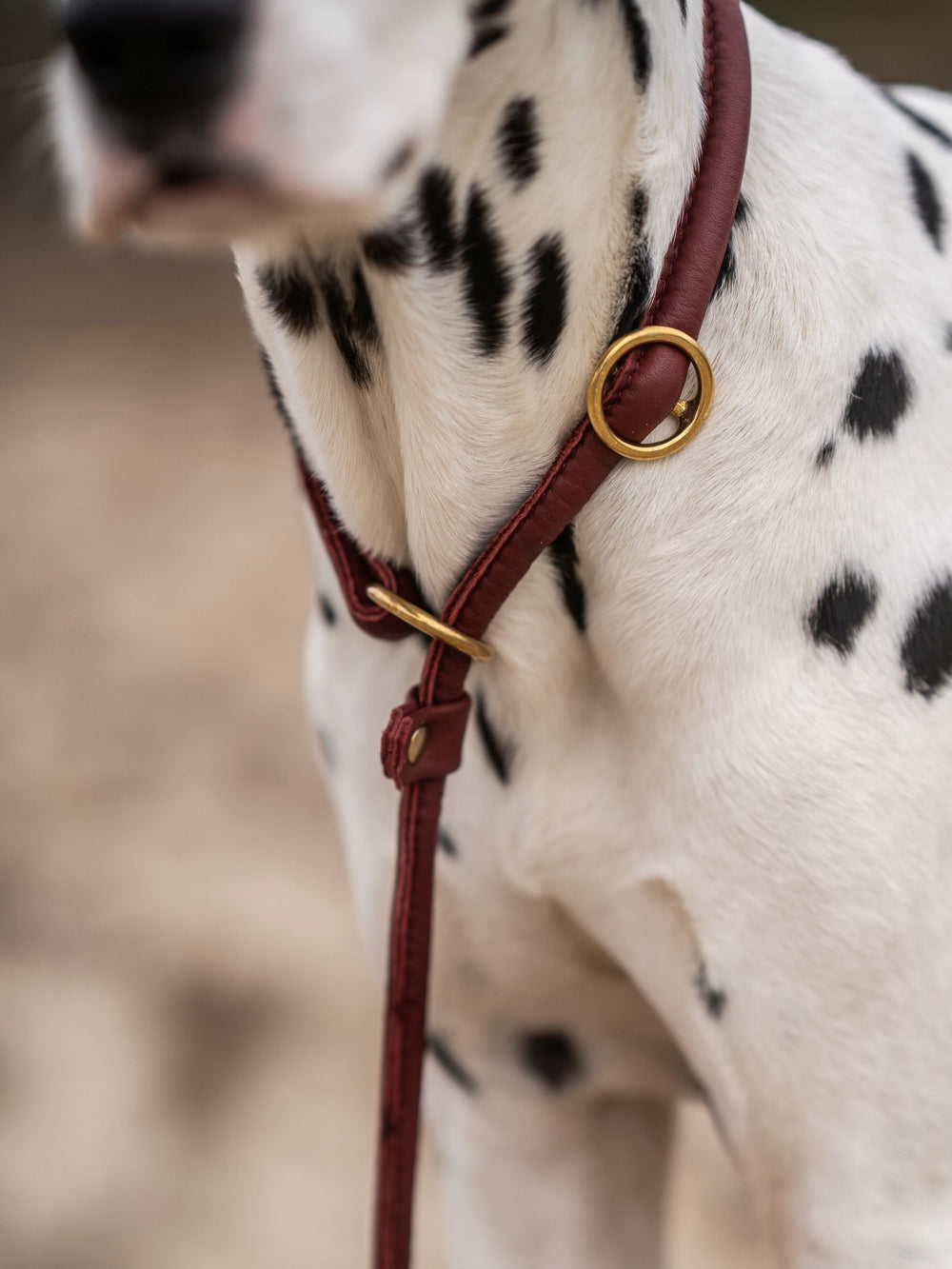 Dalmatiner mit rotem Lederhalsband und goldenen D-Ringen in Burgunderfarbe.
