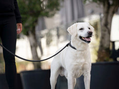 Person mit schwarzer Kleidung führt einen lächelnden, weißen Hund an einer schwarzen Leine auf dem Gehweg.