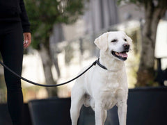 Person mit schwarzer Kleidung führt einen lächelnden, weißen Hund an einer schwarzen Leine auf dem Gehweg.