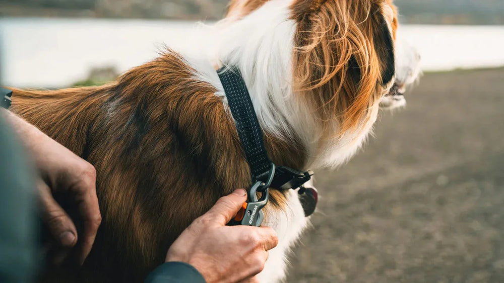 Braun-weißer Hund mit Ridgeline™ Halsband schaut nach rechts, während eine Hand das Halsband hält. Unscharfe Landschaft im Hintergrund.