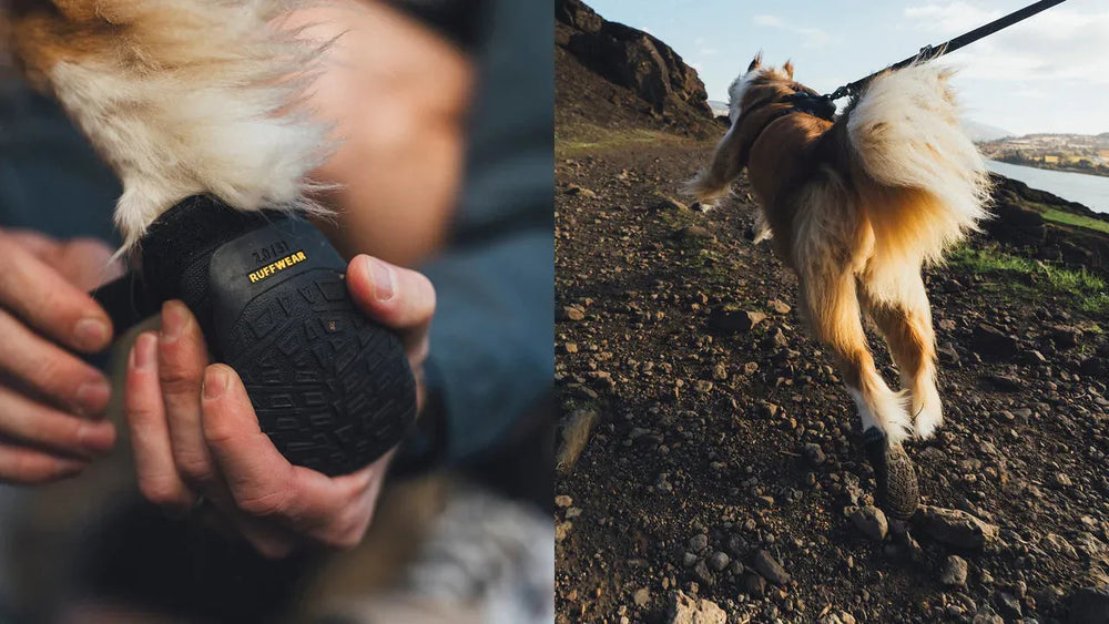 Hundeschuh Ridgeline™ wird am Knie eines Hundes befestigt, während der Hund auf einem Weg läuft.