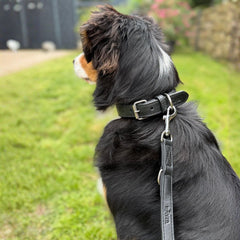 Hund mit schwarz-braunem Fell und weißem Abzeichen trägt ein schwarzes Lederhalsband auf grüner Wiese.