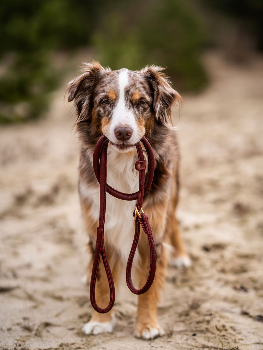 Hund mit braun-weißem Fell hält burgunderfarbenes Halsband im Maul, freundlich im sandigen Hintergrund.