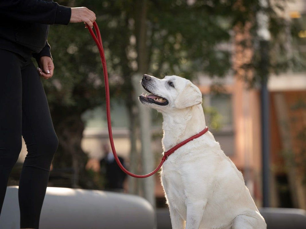 Gelber Labrador sitzt an roter Leine und schaut aufmerksam zu seinem Halter, unscharfer Wald im Hintergrund.