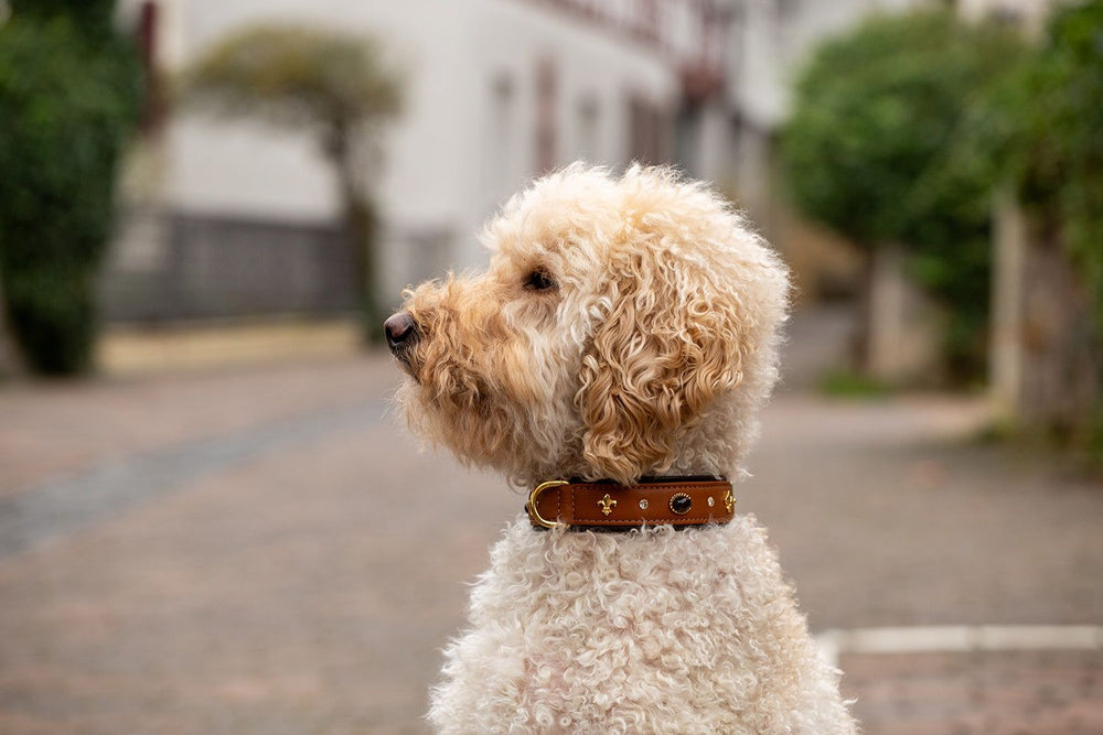 Hund mit lockigem, hellbraunem Fell trägt das braune Halsband Dark Diamond. Hintergrund mit Bäumen und Gebäude verschwommen.