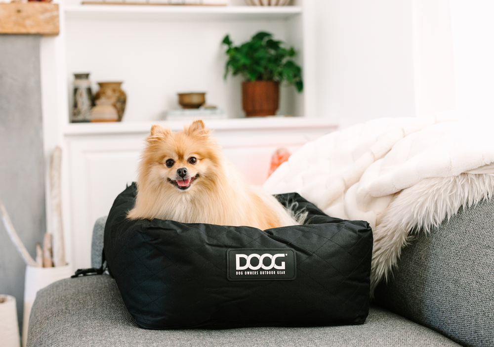 Kleiner plüschiger Hund auf schwarzem DOOG-Hundebett vor grauer Couch in modernem Wohnraum.