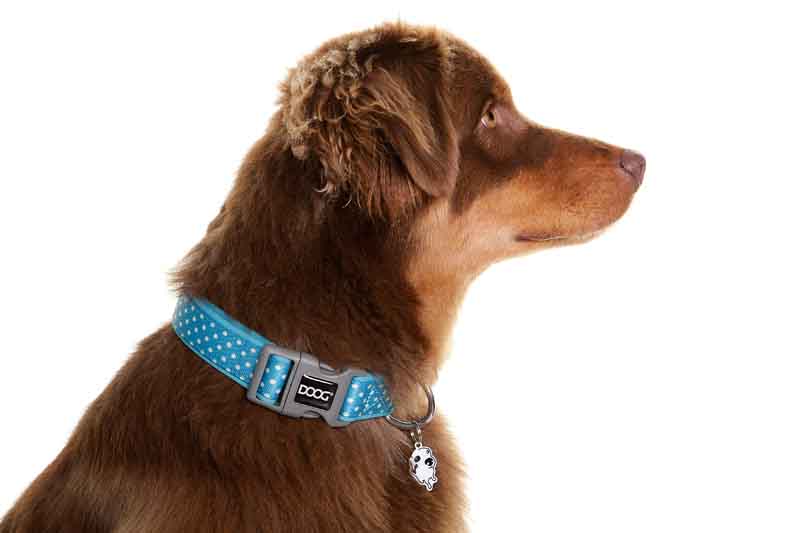 Hund mit braunem Fell trägt ein gepunktetes, blaues Neoprene-Halsband mit Anhänger, seitliche Ansicht.