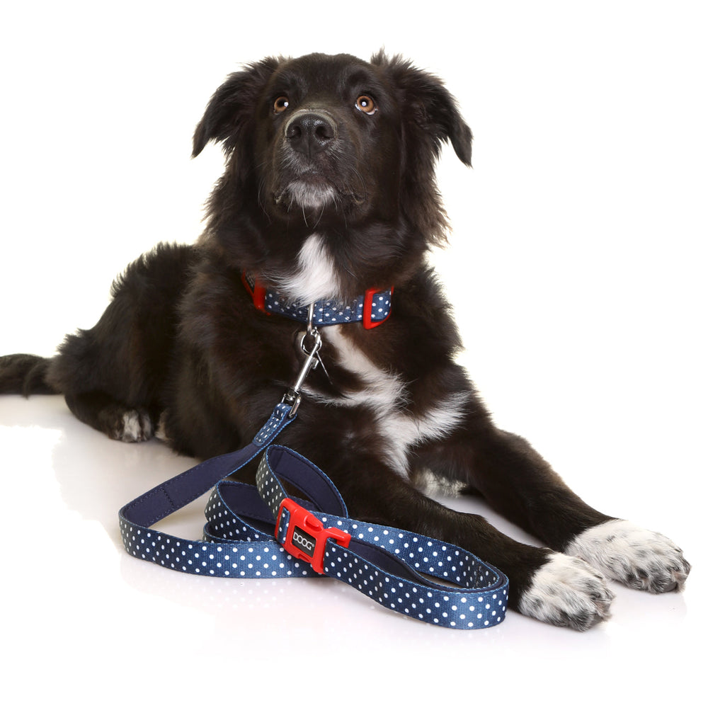 Schwarz-weißer Hund mit rotem Halsband und blauer Leine auf hellem Boden entspannend.