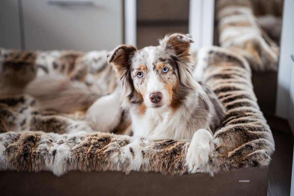 "Entspannter Hund in geflecktem Fell liegt in weichem Buddelbox® Hundebett und schaut mit blauen Augen zur Kamera."