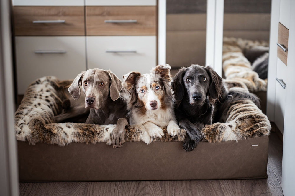 Drei Hunde in unterschiedlichen Farben entspannen gemütlich in der Buddelbox® Hundebett, glücklich und zufrieden.