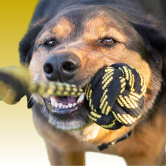Hund hält fröhlich ein Tau-Spielzeug, während er aktiv spielt, vor einem gelben Hintergrund.