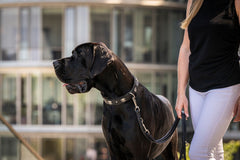 Person mit langem, blonden Haar führt großen schwarzen Hund an der Leine mit Totenkopf-Halsband.