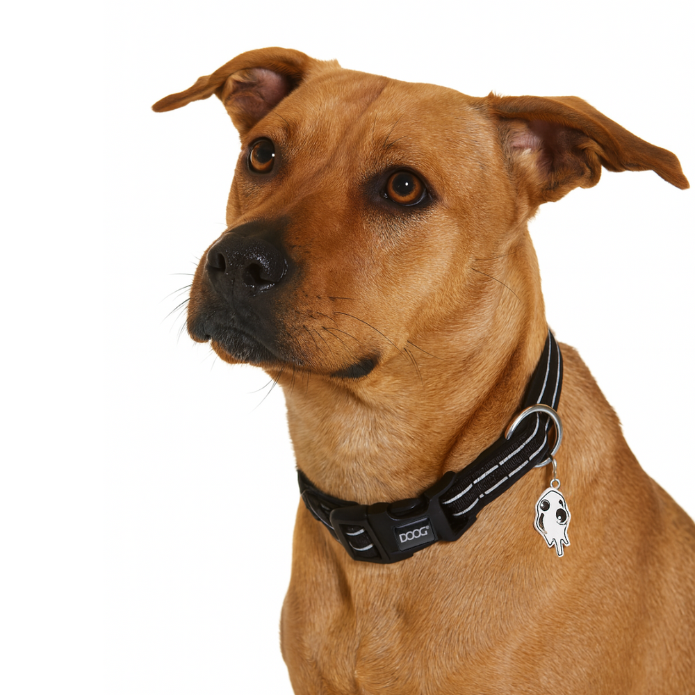 Hund mit braunem Fell trägt schwarzes Neoprene Halsband mit Gesichtsanhänger vor schlichtem weißen Hintergrund.