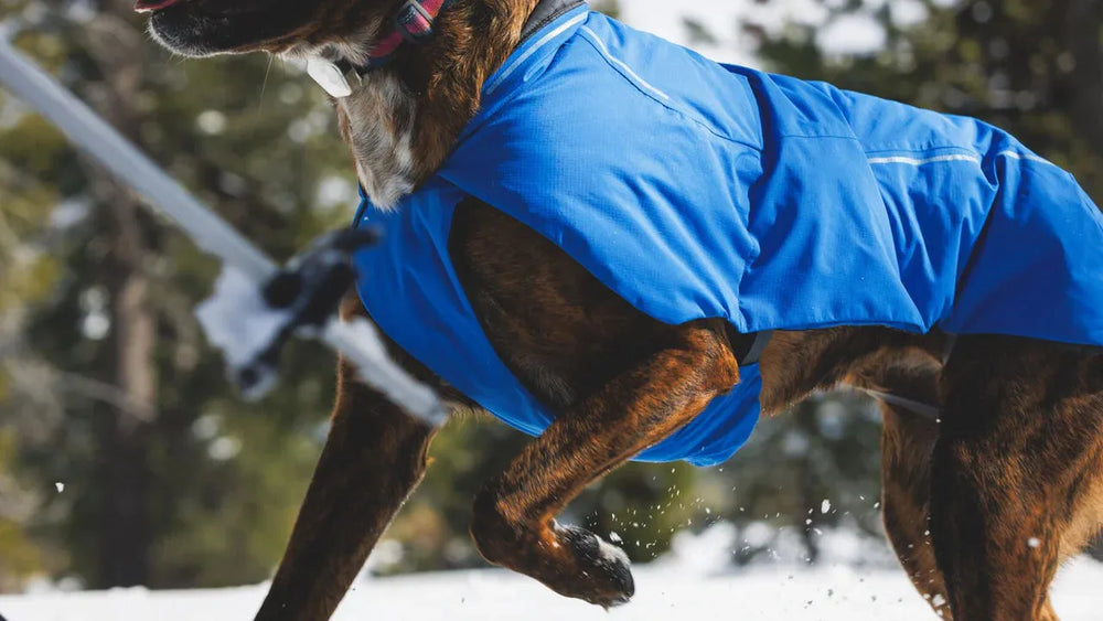 Hund im blauen Mantel läuft sportlich durch den verschneiten Winterwald mit Bäumen im Hintergrund.