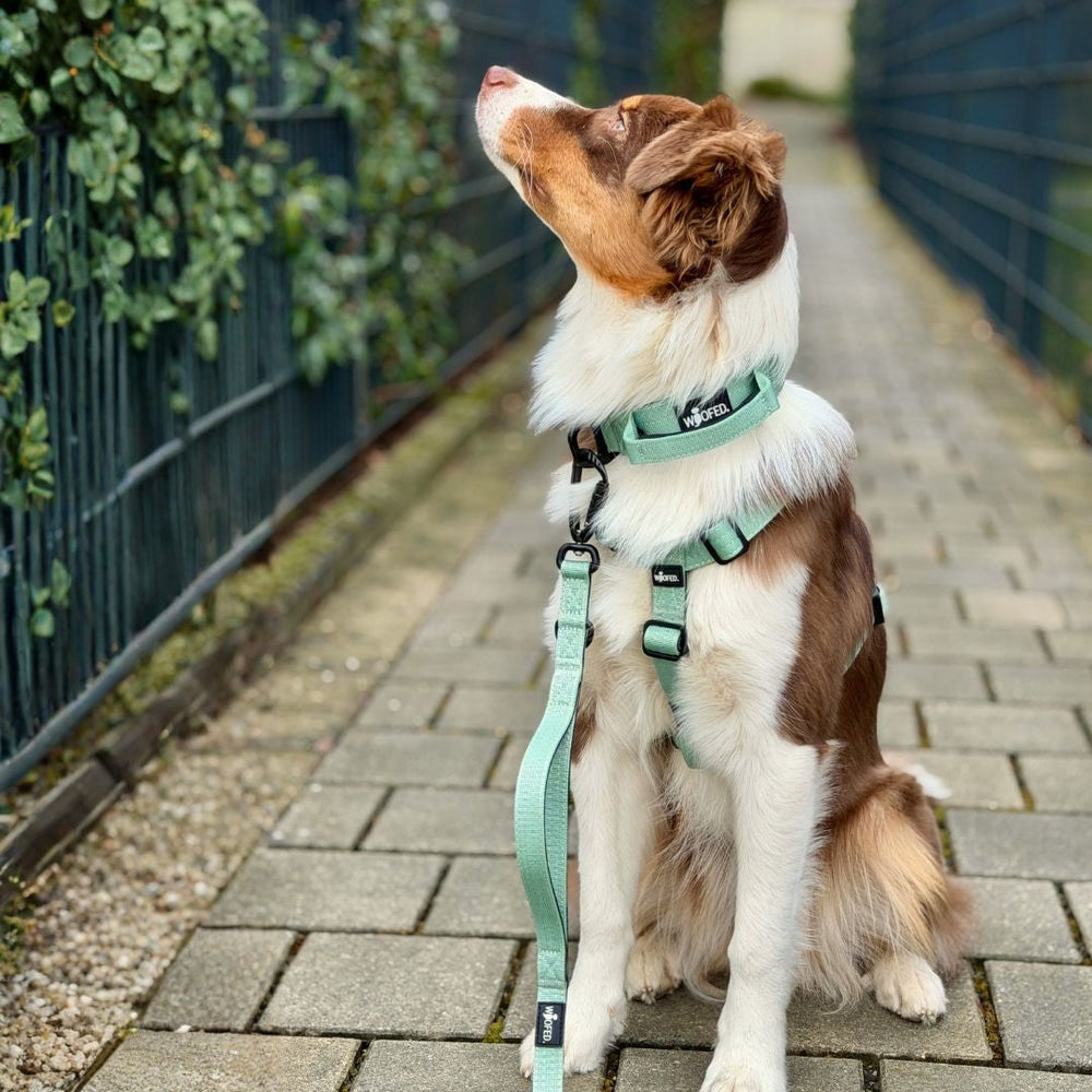 Brauner und weißer Hund sitzt an einer Nylon-Leine mit Sicherheitskarabiner auf dem Gehweg, umgeben von einer Hecke.