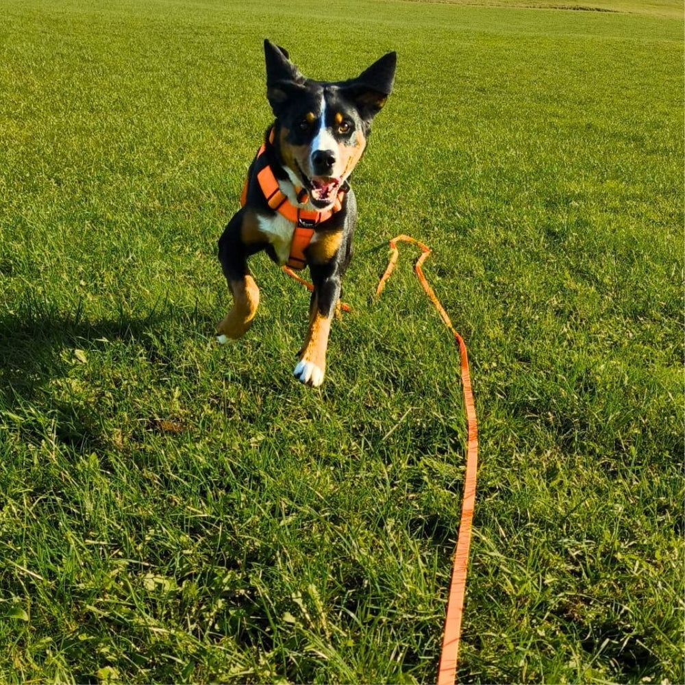 Fröhlicher Hund mit orangefarbener Leine und Geschirr, der über eine grüne Wiese springt. WOOFLEX® Sicherheitskarabiner sichtbar.