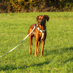 Multifunktionale Schleppleine WOOFLEX®