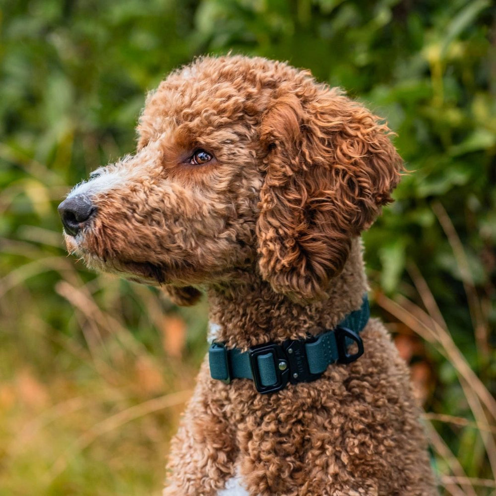 Braun-weißer Hund mit lockigem Fell trägt ein verstellbares WOOFLEX® Halsband vor grünem Naturhintergrund.