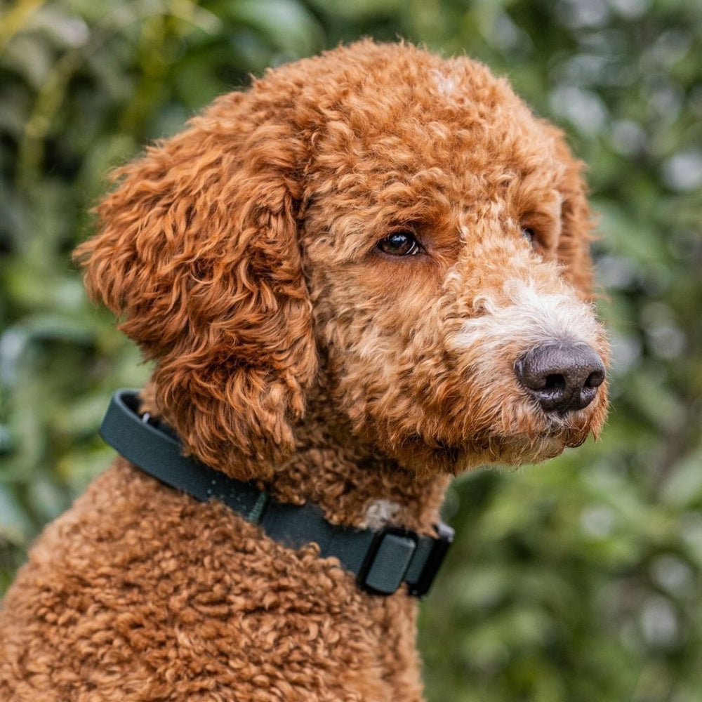 Aufmerksamer Hund mit lockigem Fell im schwarzen WOOFLEX® Halsband vor grünem Hintergrund.