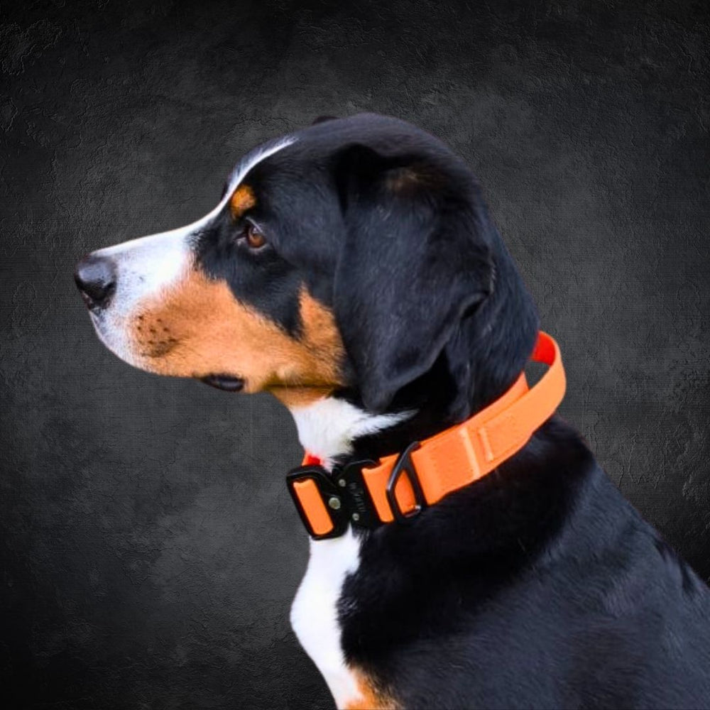 Hund mit schwarz-weißem Fell trägt ein oranges Halsband WOOFLEX® Froschkarabiner, Blick aufmerksame Seite, dunkler Hintergrund.