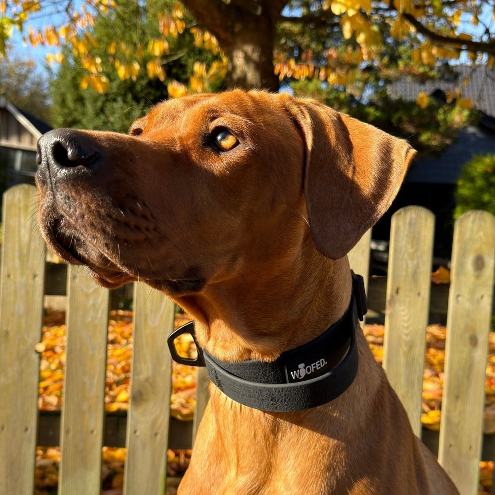 Hund mit braunem Fell trägt verstellbares WOOFLEX® Halsband in Schwarz vor herbstlicher Kulisse.