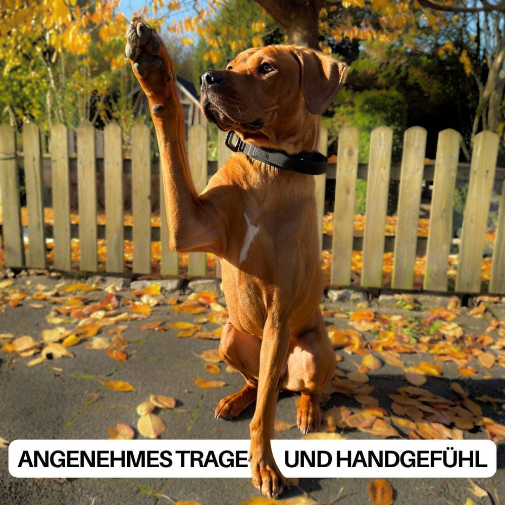 Hundedame mit braunem Fell sitzt mit erhobenem Bein in einer herbstlichen Landschaft mit Gras und Bäumen.