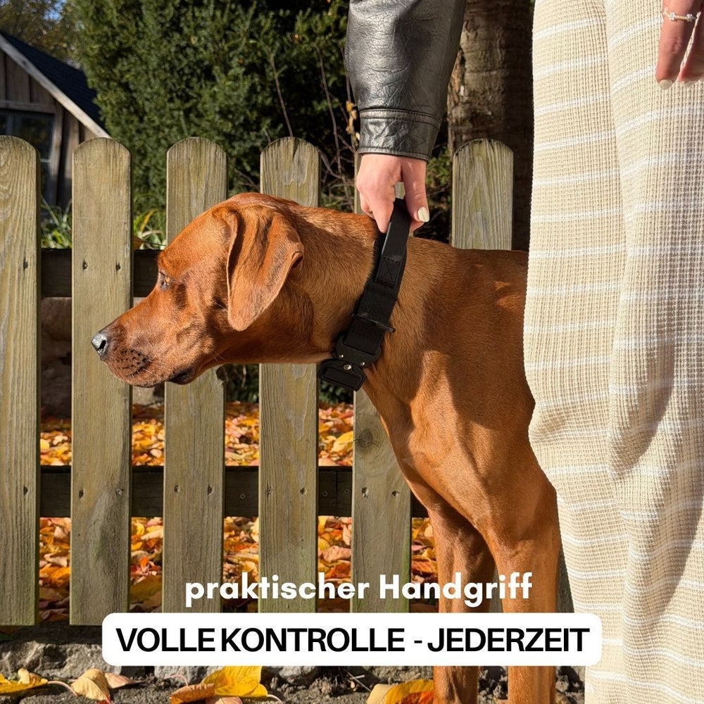 Hund mit WOOFLEX® Froschkarabiner-Geschirr an einem Holzzaun im Herbst, betont Kontrolle und Komfort.